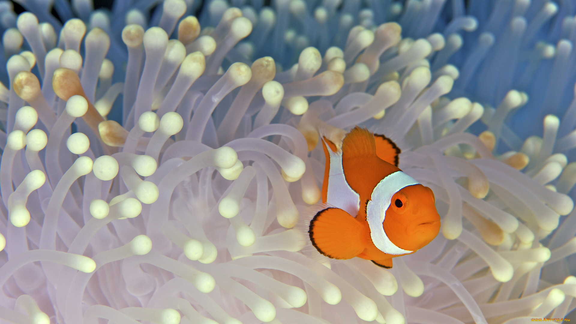 , , anemonefish, clownfish